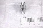 Звездочка ТПФ 45.05.302Г ведущая транспортера ТПФ-45 Сельмаш Сызрань