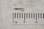 Шплинт 2,0х36 пружинный  ГОСТ 11024  