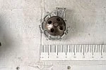 Насос водяной 536.1307010-21 в сборе ГАЗон NEXT, ГАЗ-3309 ЯМЗ-5344,536 Евро-4 ЯМЗ